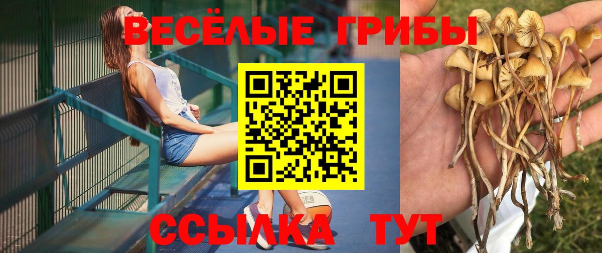 Галлюциногенные грибы Psilocybe Ульяновск
